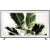 SAMSUNG QE55LS03R 55" Smart UHD 4K QLED TV - Frame 3.0 TV